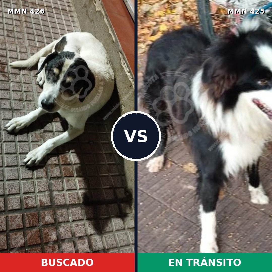 Comparativa MMS 7786: mascota perdida y mascota encontrada, 49% de similitud