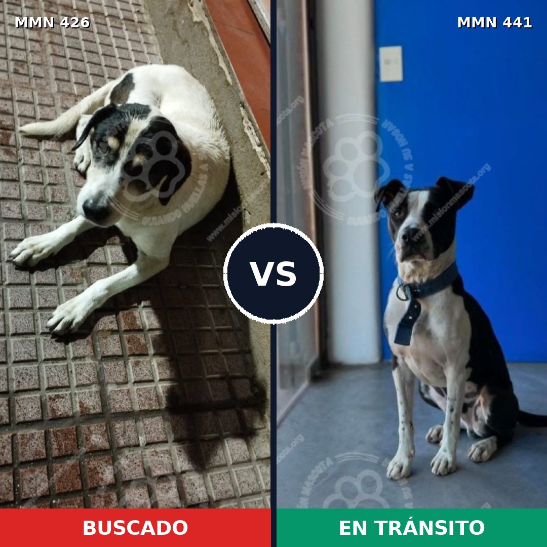 Comparativa MMS 7787: mascota perdida y mascota encontrada, 44% de similitud