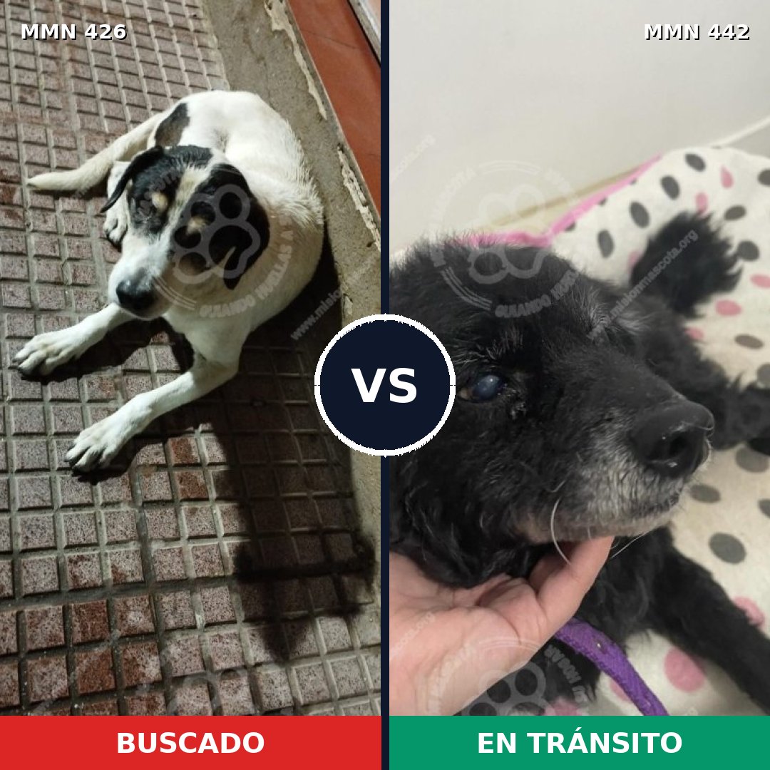 Comparativa MMS 7788: mascota perdida y mascota encontrada, 78% de similitud