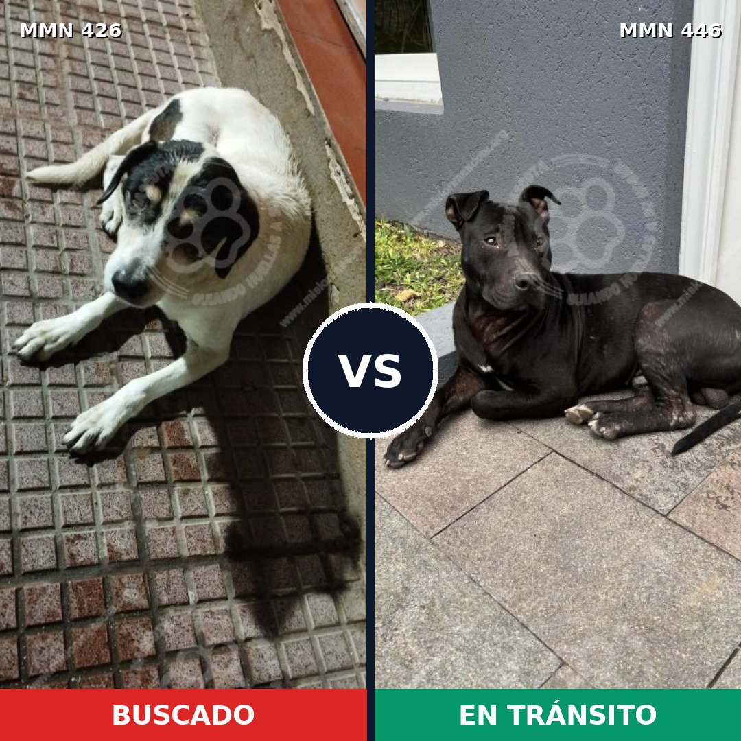 Comparativa MMS 7789: mascota perdida y mascota encontrada, 82% de similitud