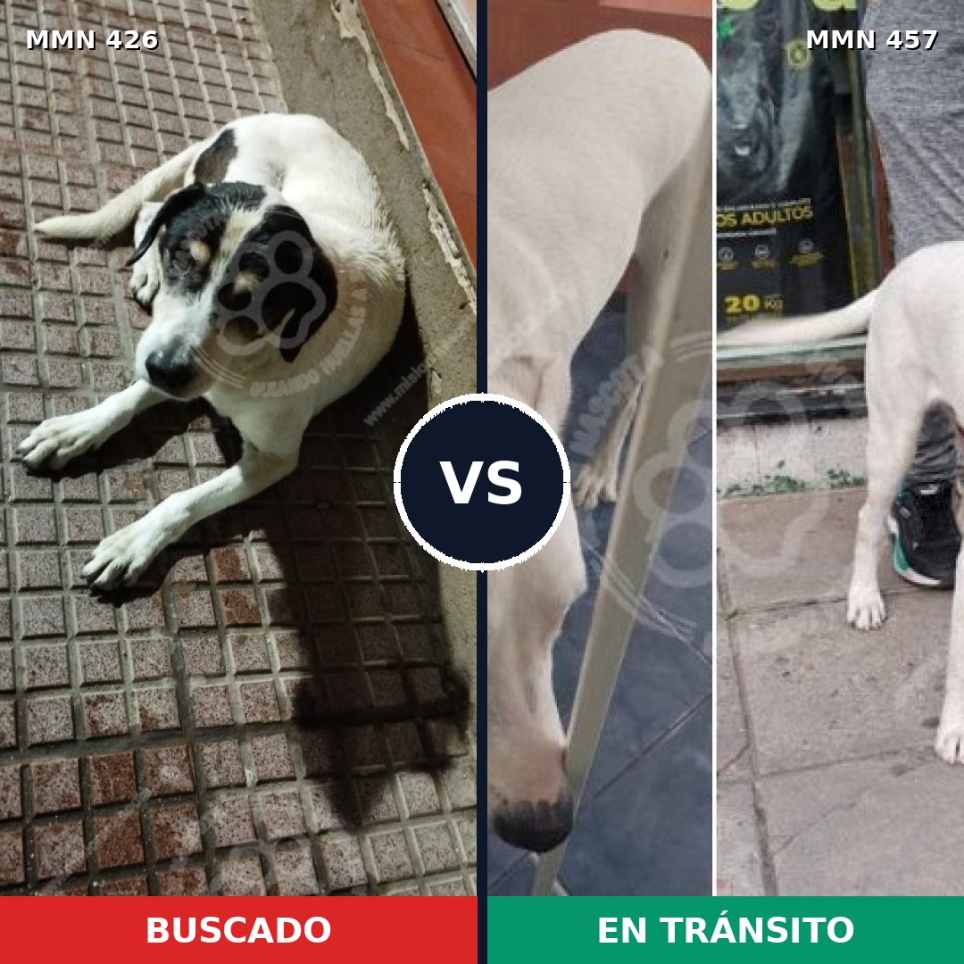 Comparativa MMS 7790: mascota perdida y mascota encontrada, 63% de similitud
