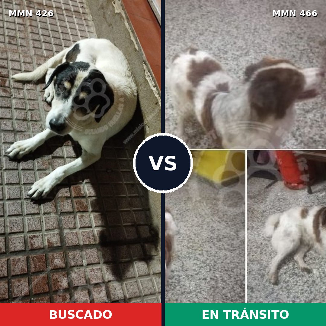 Comparativa MMS 7792: mascota perdida y mascota encontrada, 67% de similitud