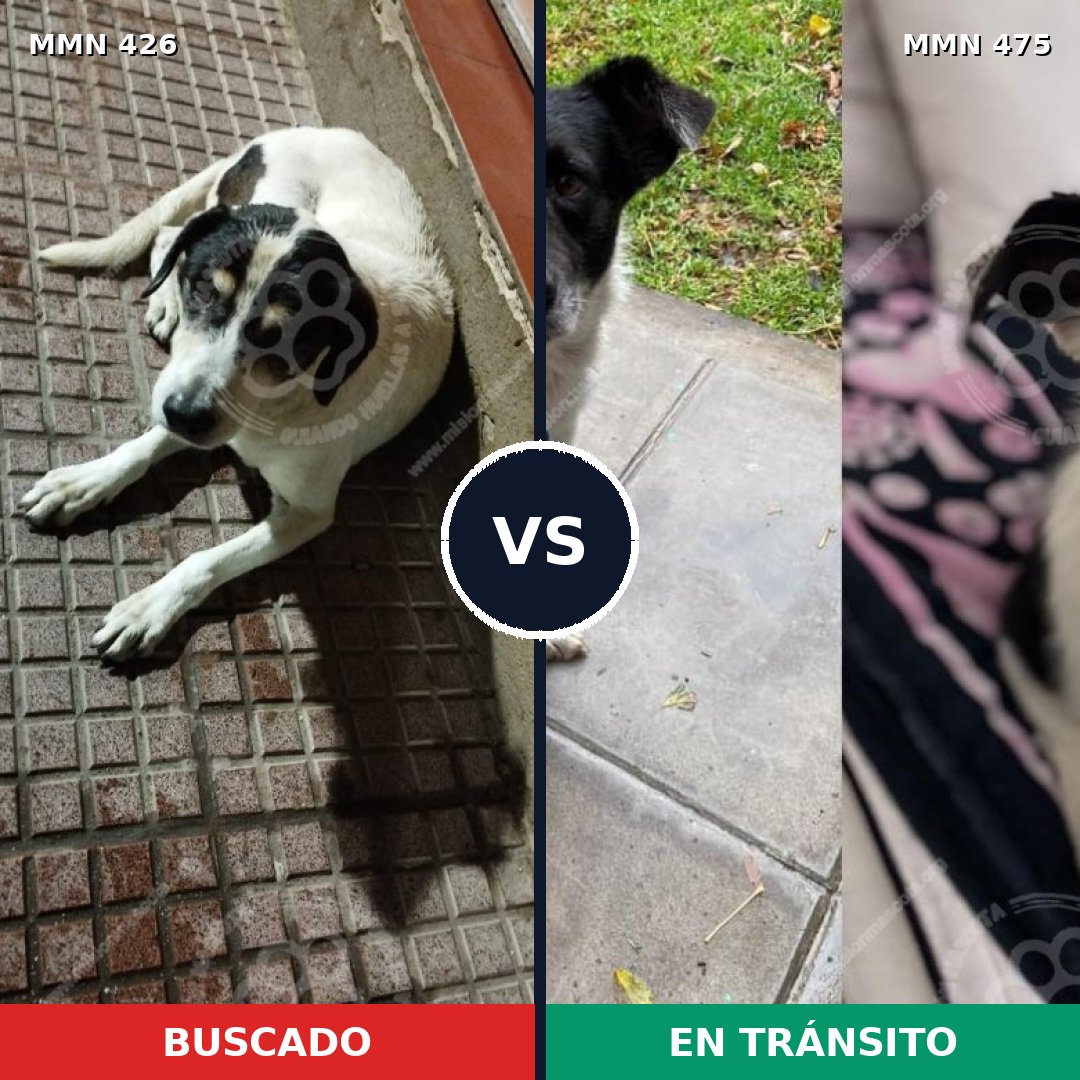 Comparativa MMS 7793: mascota perdida y mascota encontrada, 82% de similitud