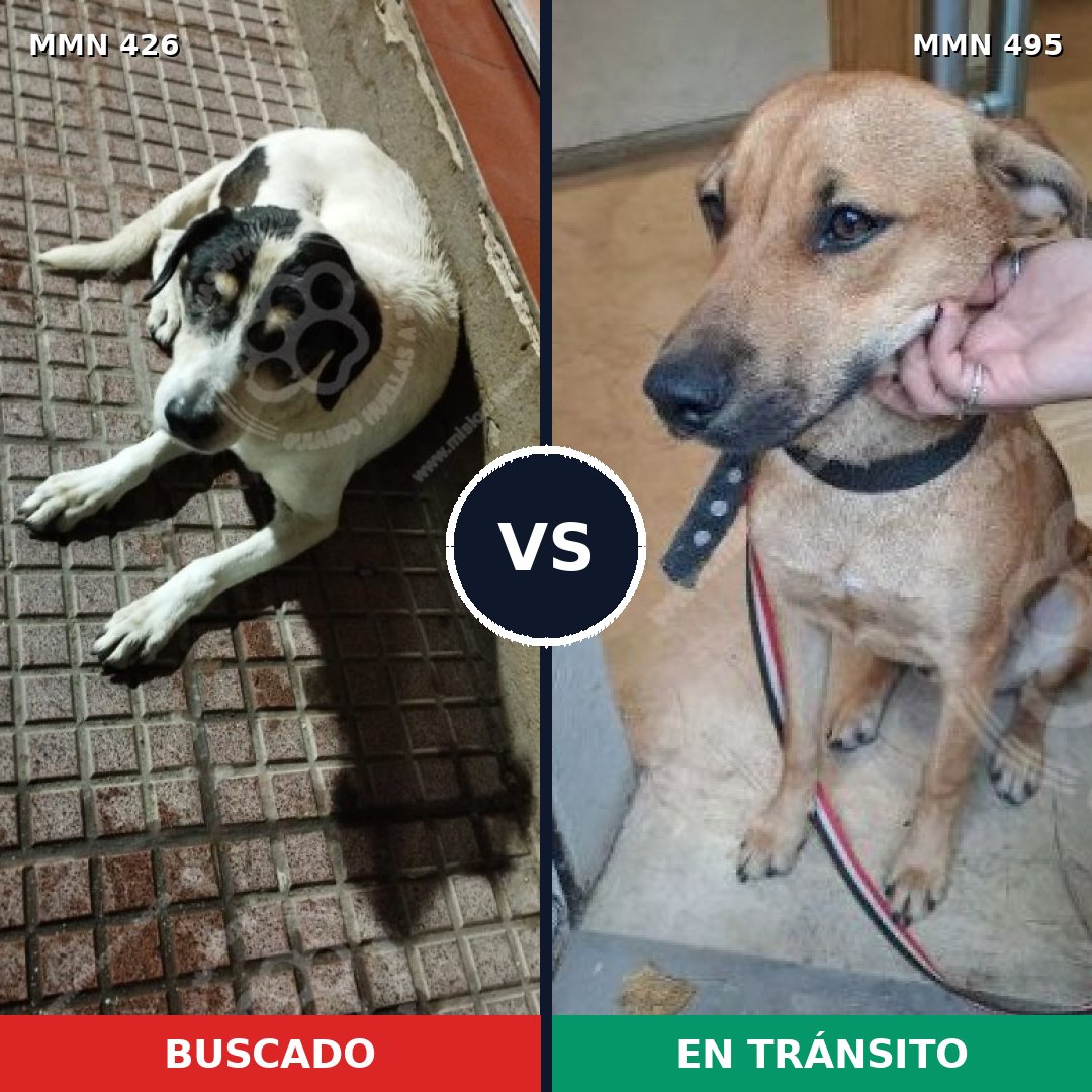 Comparativa MMS 7795: mascota perdida y mascota encontrada, 51% de similitud