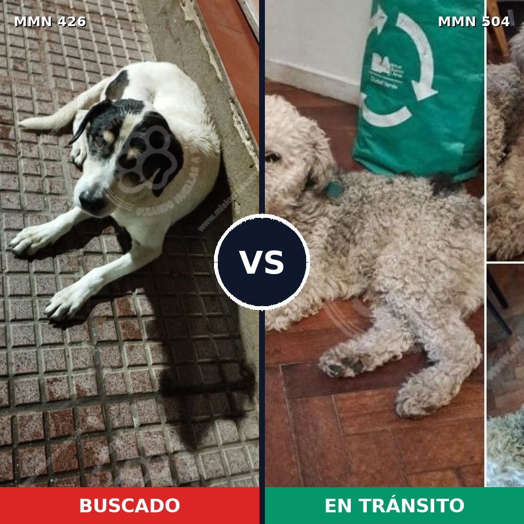 Comparativa MMS 7797: mascota perdida y mascota encontrada, 67% de similitud