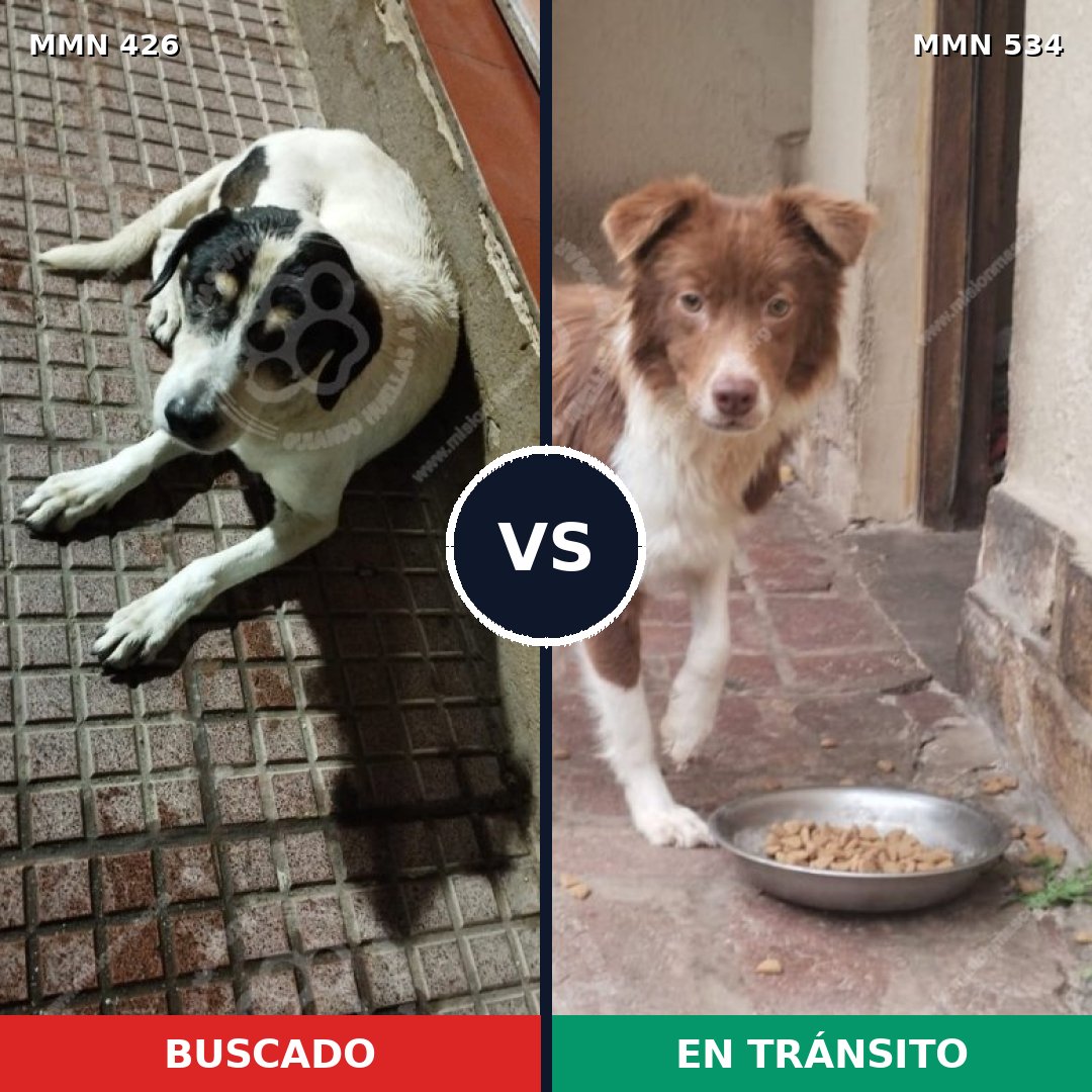 Comparativa MMS 7799: mascota perdida y mascota encontrada, 53% de similitud