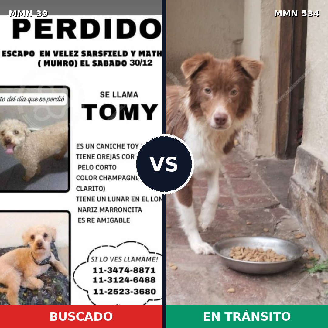 Comparativa MMS 78: mascota perdida y mascota encontrada, 25% de similitud