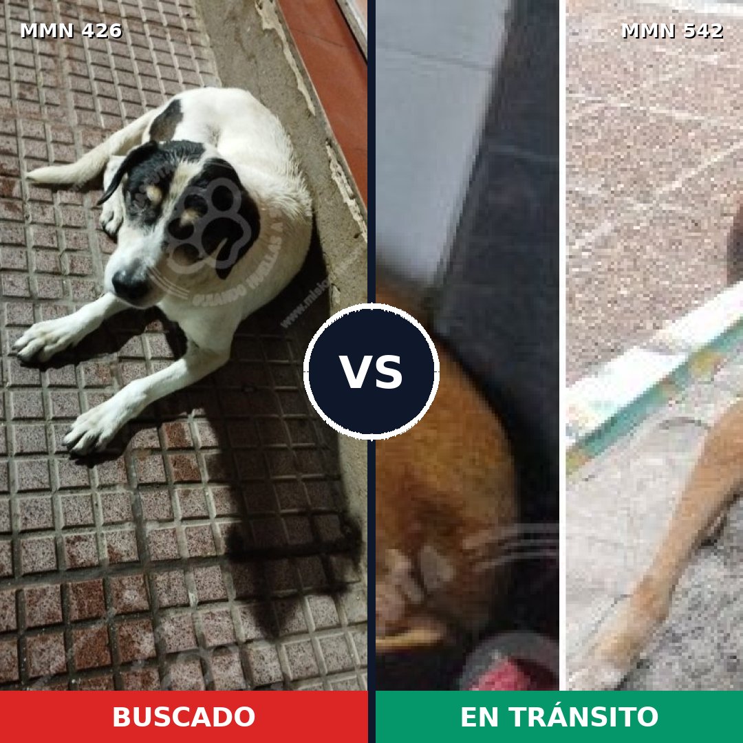 Comparativa MMS 7800: mascota perdida y mascota encontrada, 31% de similitud