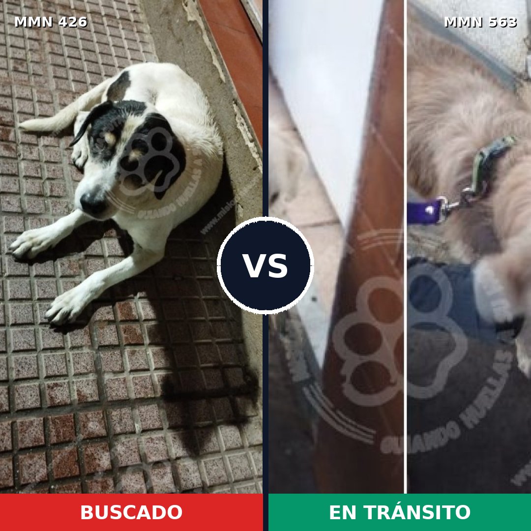 Comparativa MMS 7802: mascota perdida y mascota encontrada, 62% de similitud