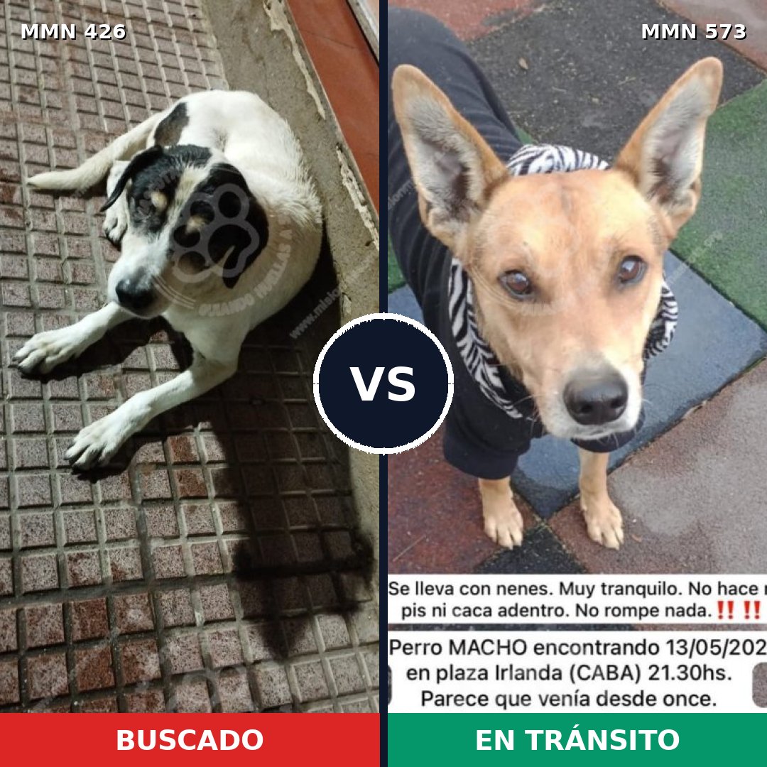 Comparativa MMS 7803: mascota perdida y mascota encontrada, 70% de similitud