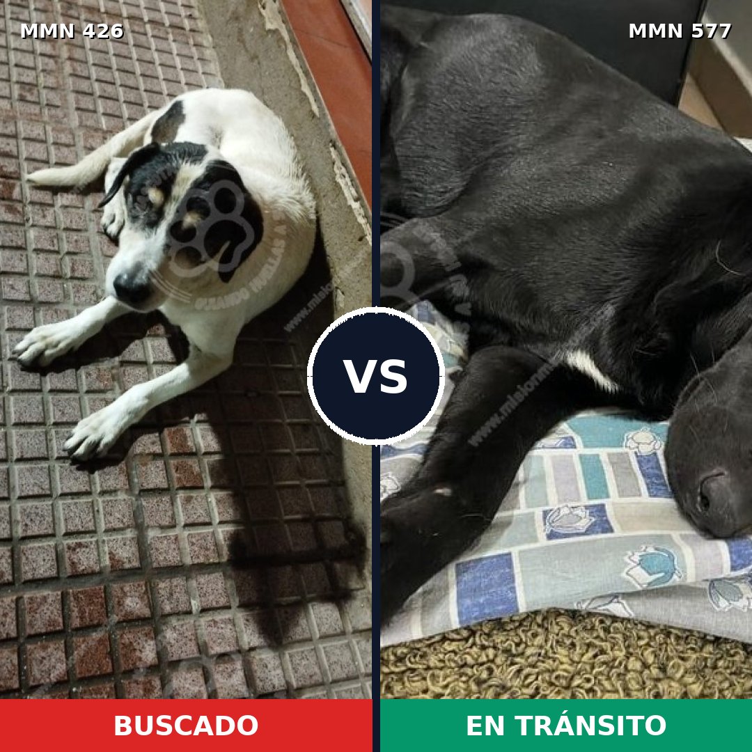 Comparativa MMS 7804: mascota perdida y mascota encontrada, 78% de similitud