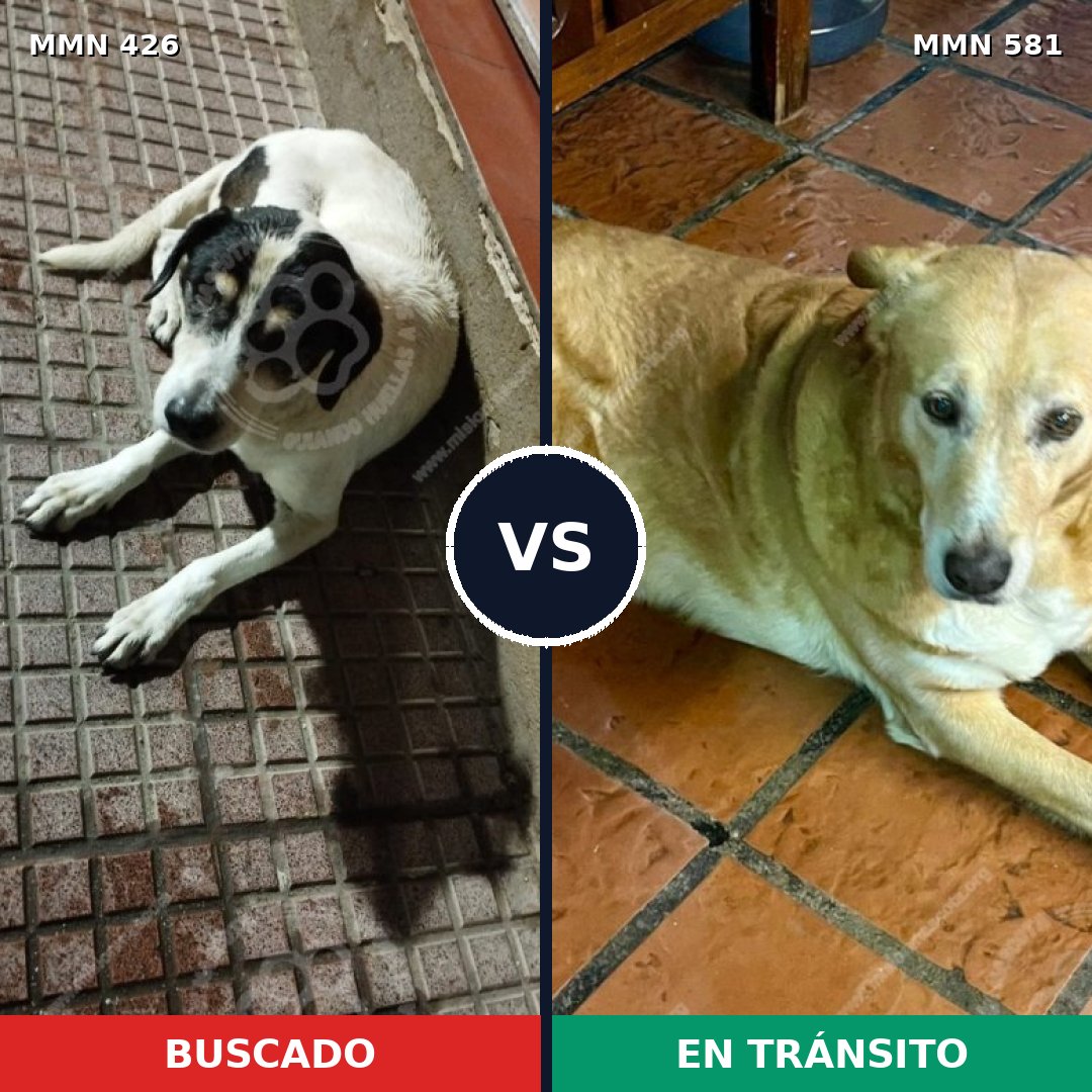 Comparativa MMS 7805: mascota perdida y mascota encontrada, 33% de similitud