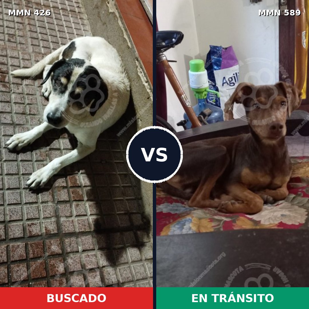 Comparativa MMS 7806: mascota perdida y mascota encontrada, 16% de similitud