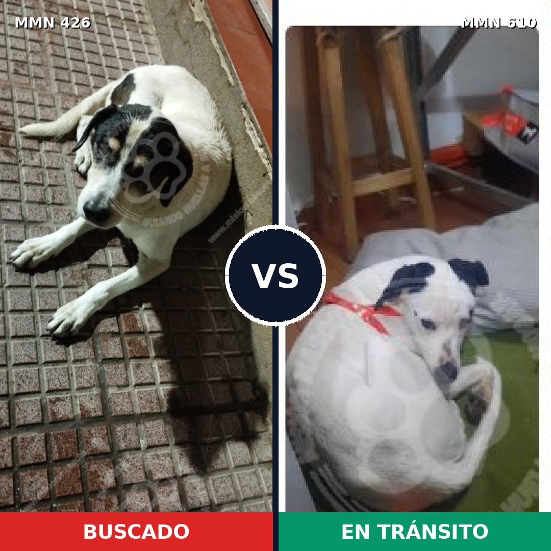 Comparativa MMS 7807: mascota perdida y mascota encontrada, 82% de similitud