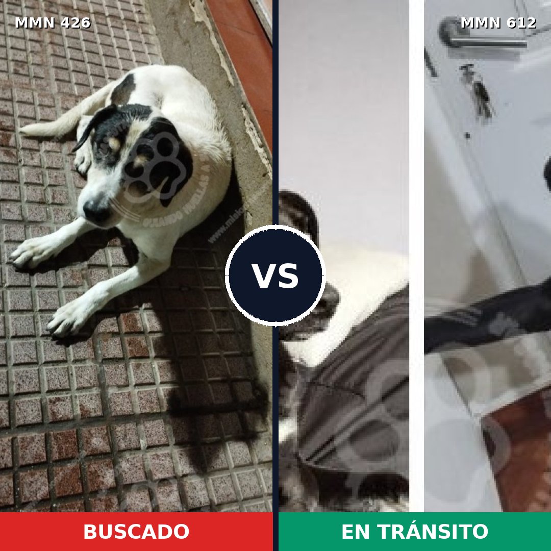 Comparativa MMS 7808: mascota perdida y mascota encontrada, 78% de similitud