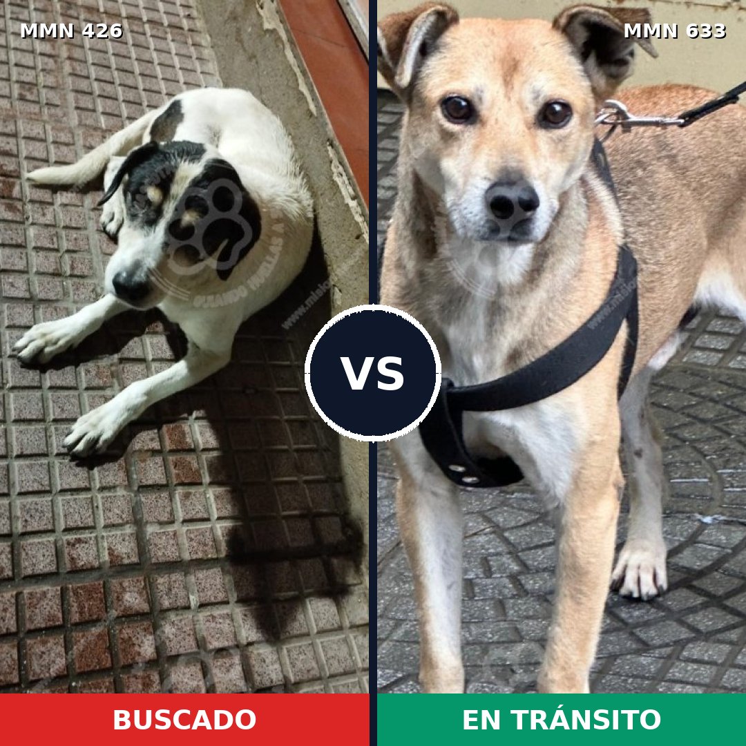 Comparativa MMS 7809: mascota perdida y mascota encontrada, 67% de similitud
