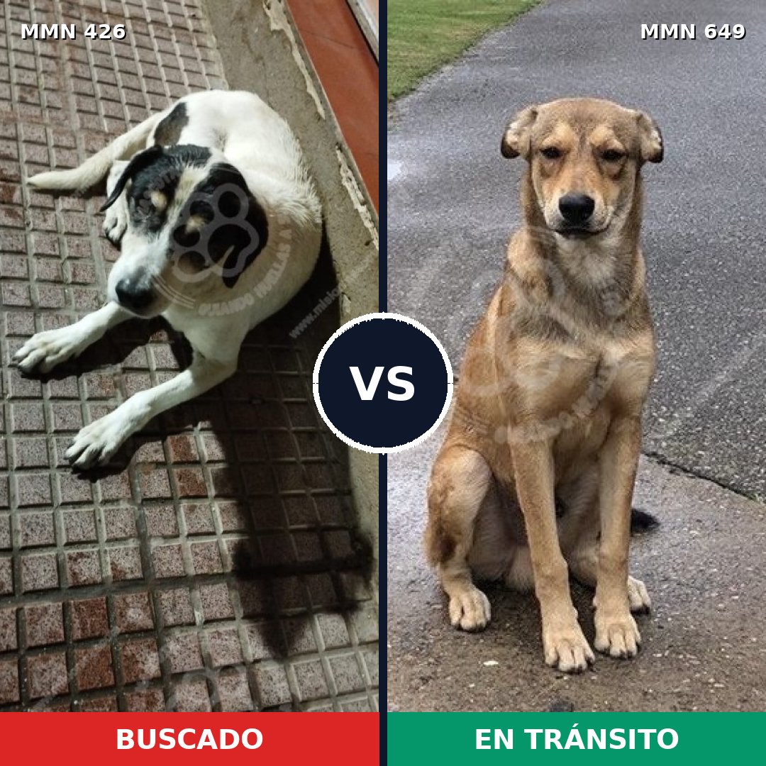 Comparativa MMS 7811: mascota perdida y mascota encontrada, 13% de similitud