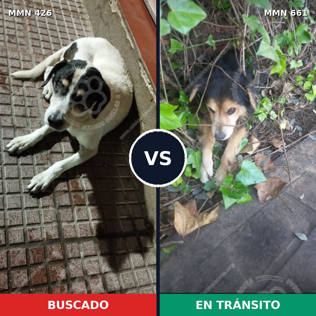 Comparativa MMS 7812: mascota perdida y mascota encontrada, 11% de similitud