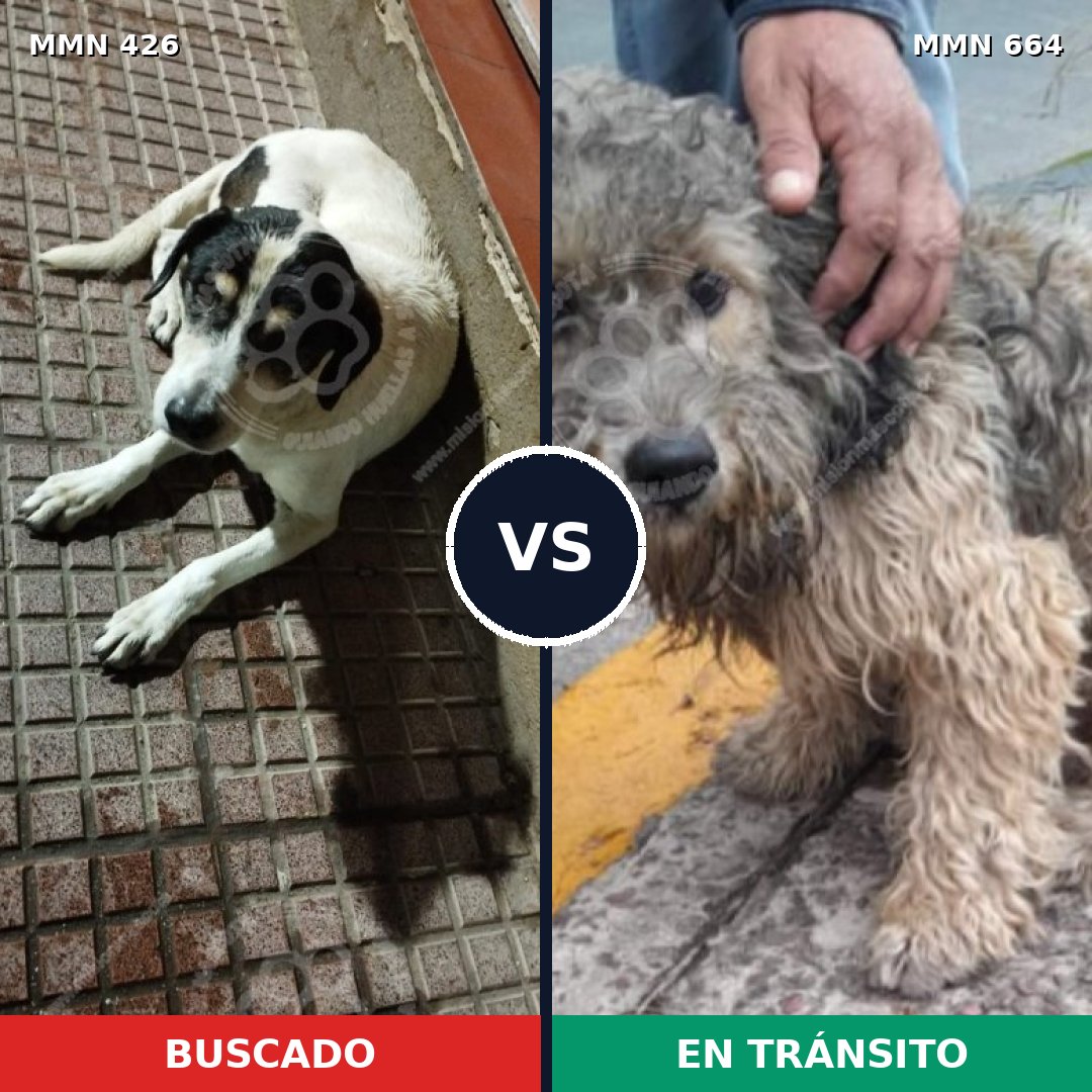 Comparativa MMS 7813: mascota perdida y mascota encontrada, 57% de similitud