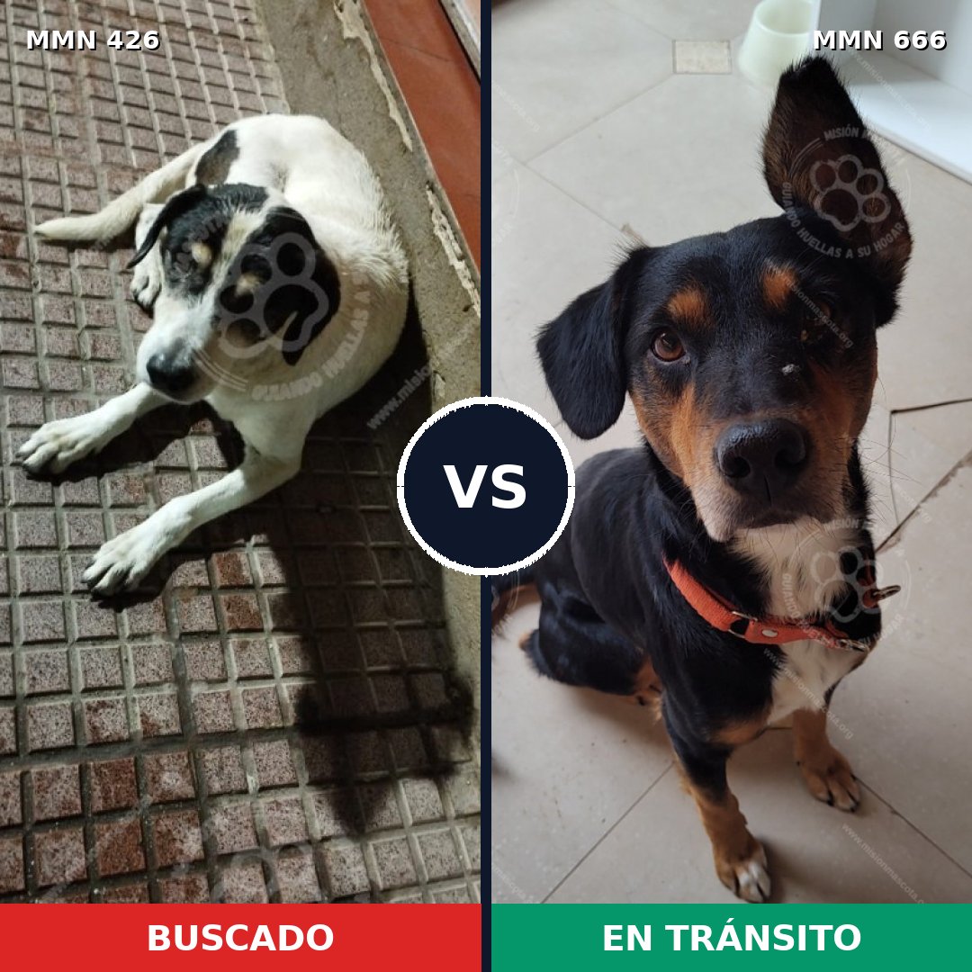 Comparativa MMS 7814: mascota perdida y mascota encontrada, 63% de similitud