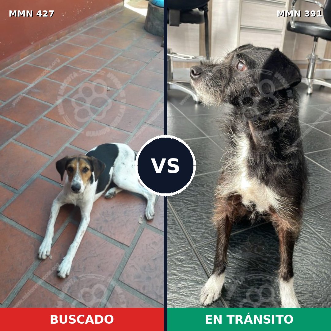 Comparativa MMS 7818: mascota perdida y mascota encontrada, 81% de similitud