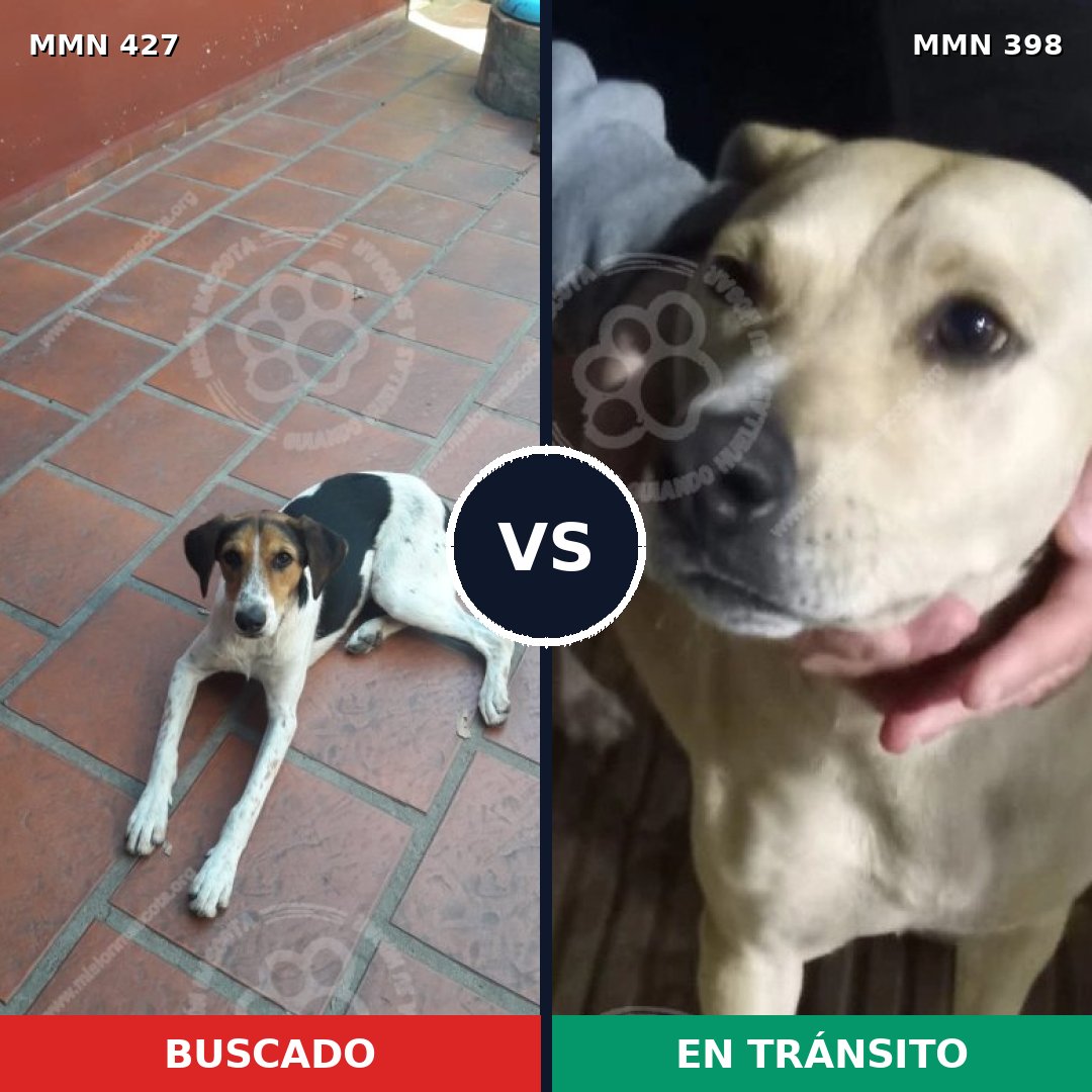 Comparativa MMS 7819: mascota perdida y mascota encontrada, 61% de similitud