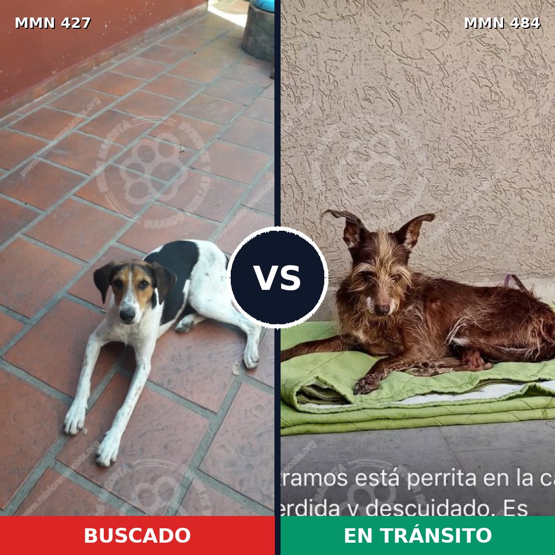 Comparativa MMS 7821: mascota perdida y mascota encontrada, 80% de similitud