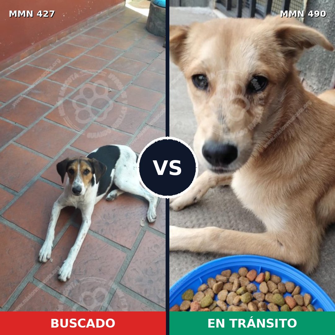 Comparativa MMS 7823: mascota perdida y mascota encontrada, 32% de similitud