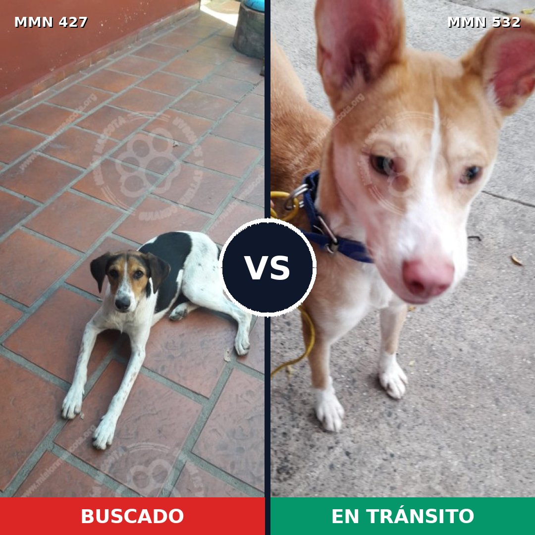 Comparativa MMS 7824: mascota perdida y mascota encontrada, 61% de similitud