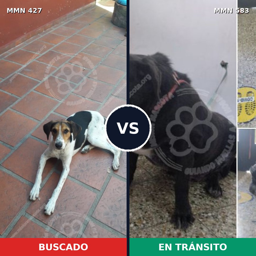 Comparativa MMS 7825: mascota perdida y mascota encontrada, 79% de similitud
