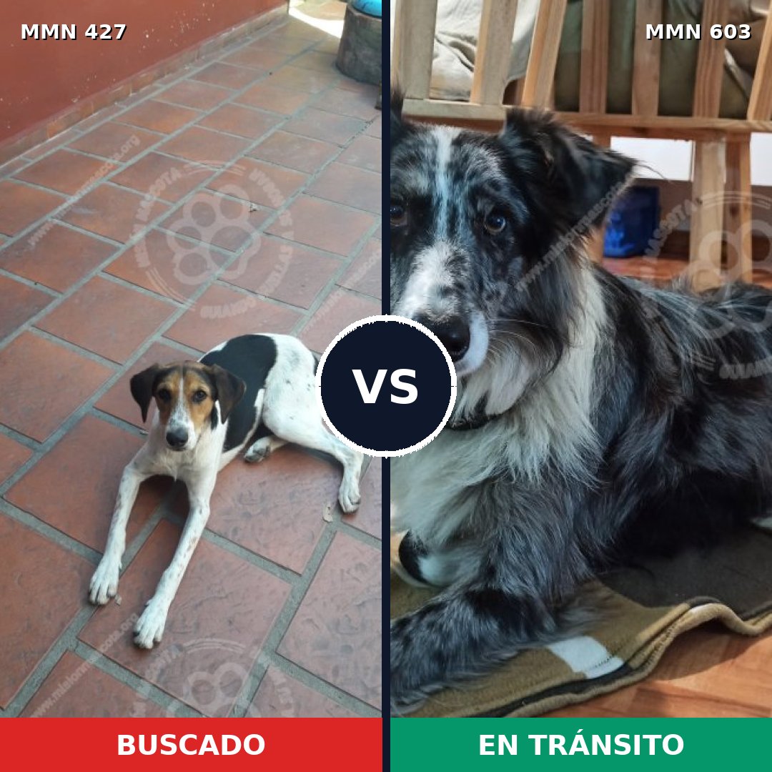 Comparativa MMS 7826: mascota perdida y mascota encontrada, 25% de similitud