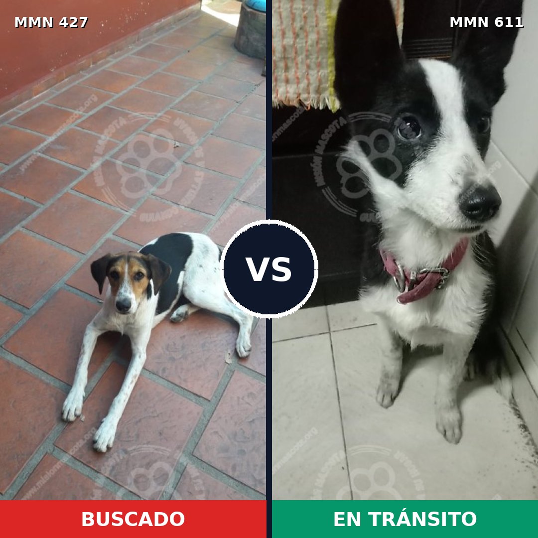 Comparativa MMS 7827: mascota perdida y mascota encontrada, 80% de similitud