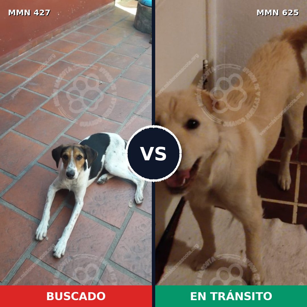 Comparativa MMS 7828: mascota perdida y mascota encontrada, 60% de similitud