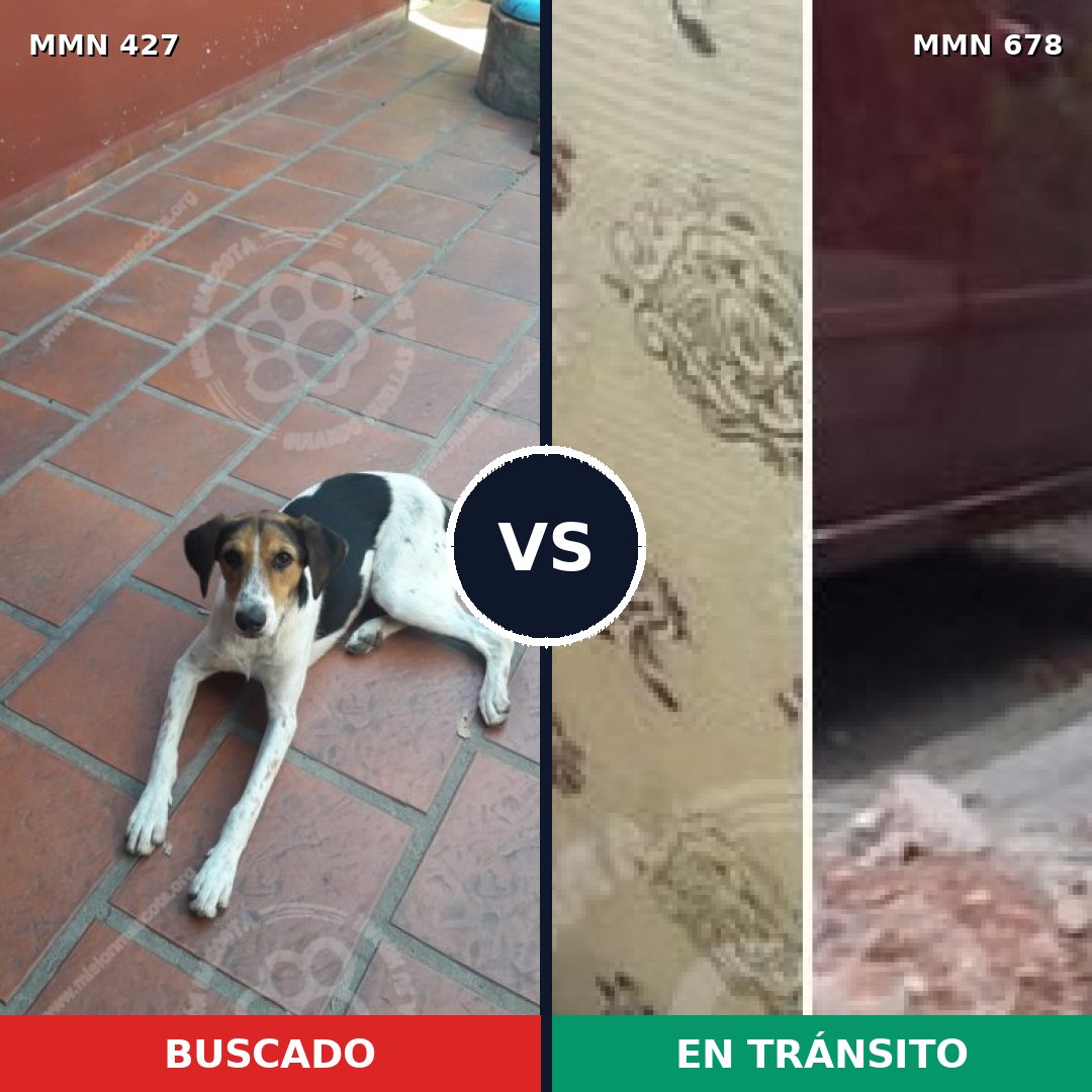 Comparativa MMS 7829: mascota perdida y mascota encontrada, 72% de similitud