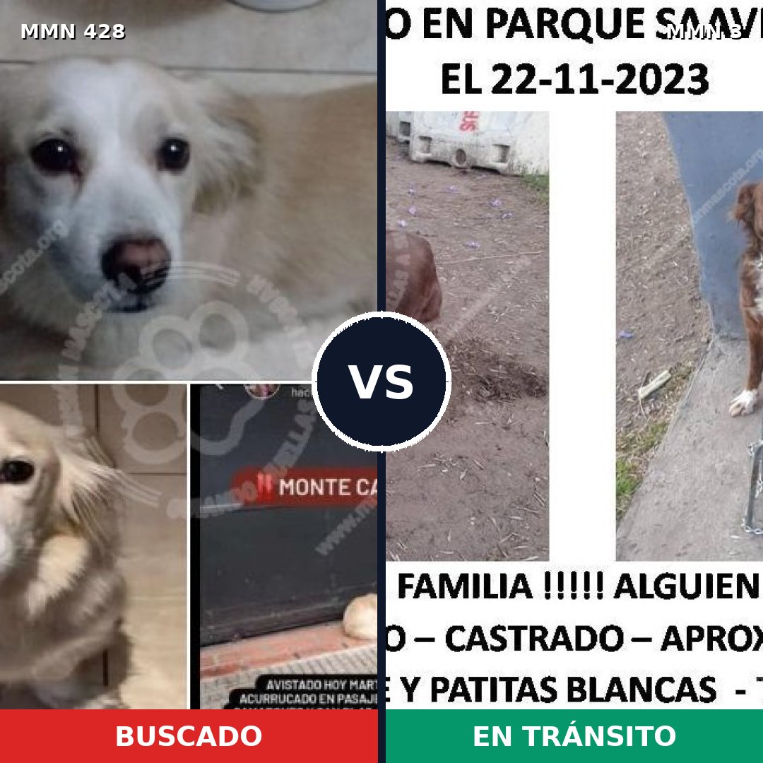 Comparativa MMS 7830: mascota perdida y mascota encontrada, 48% de similitud