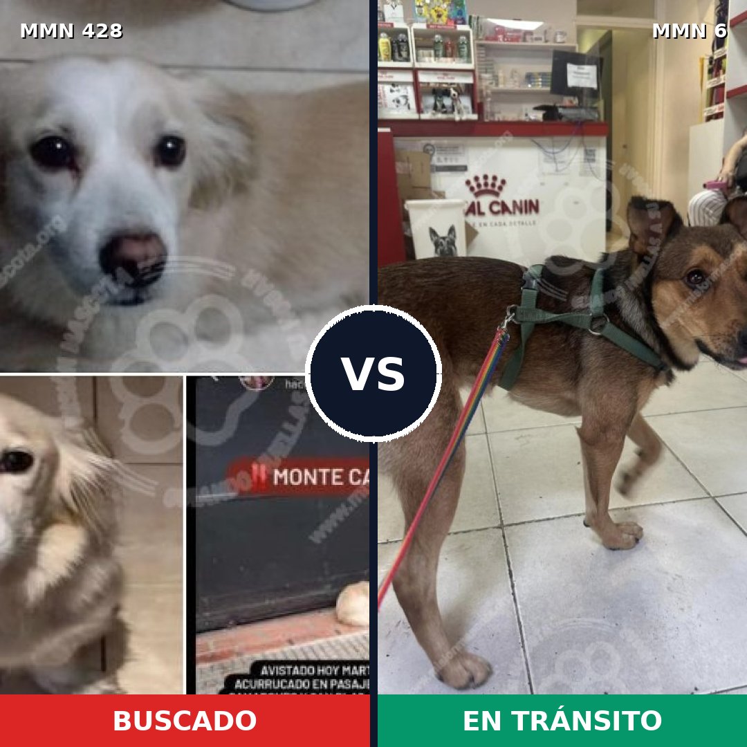 Comparativa MMS 7831: mascota perdida y mascota encontrada, 62% de similitud