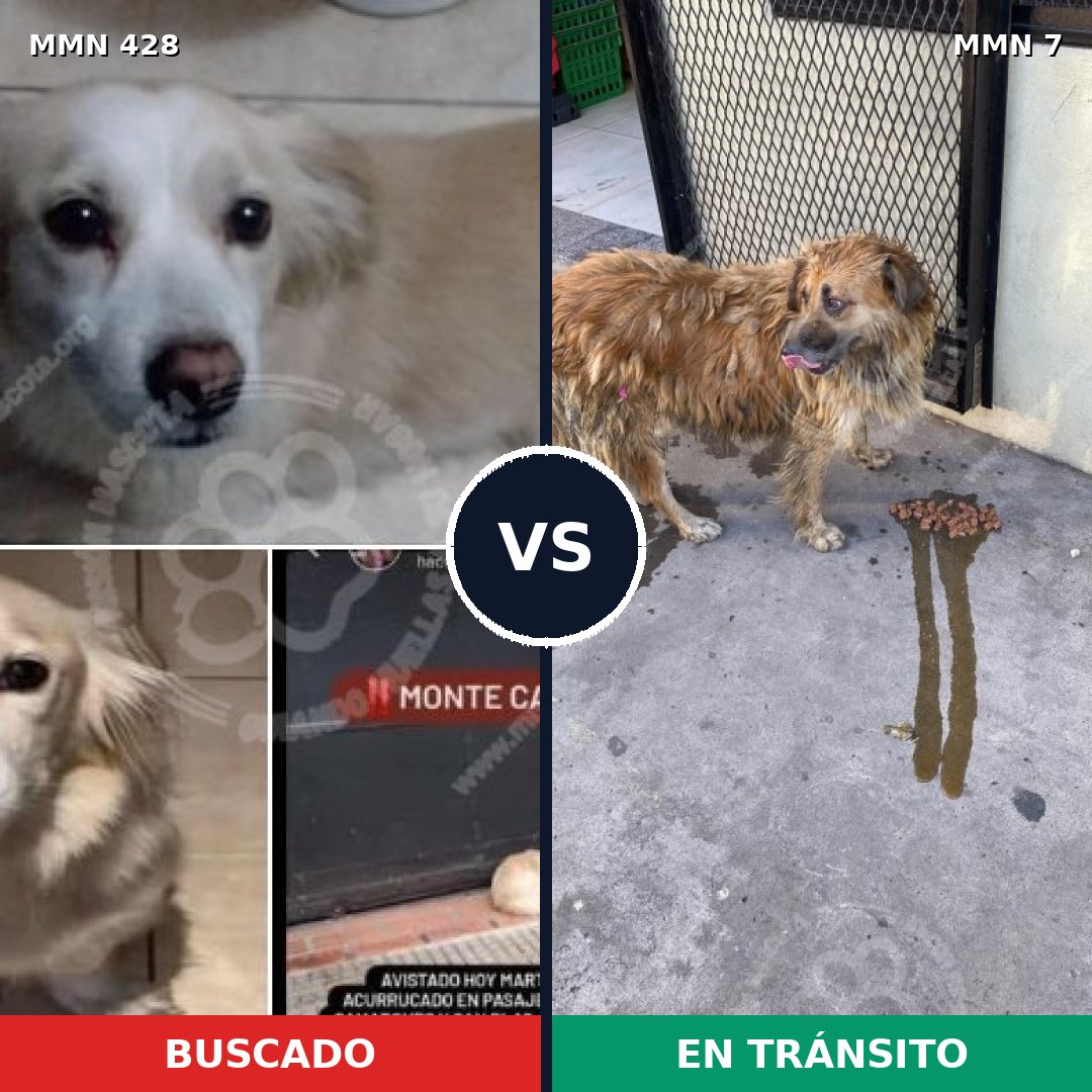 Comparativa MMS 7832: mascota perdida y mascota encontrada, 9% de similitud