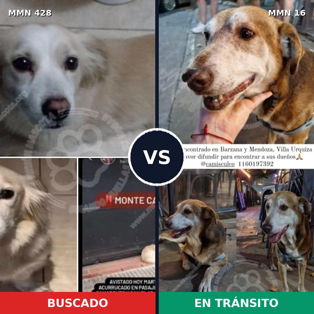 Comparativa MMS 7833: mascota perdida y mascota encontrada, 50% de similitud