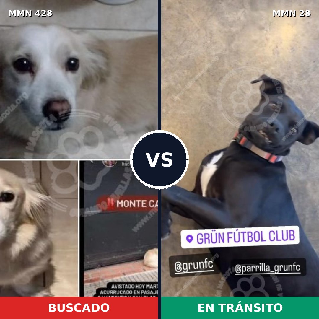 Comparativa MMS 7834: mascota perdida y mascota encontrada, 65% de similitud