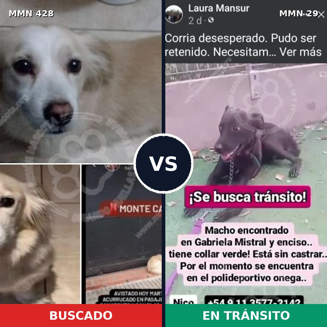 Comparativa MMS 7835: mascota perdida y mascota encontrada, 8% de similitud