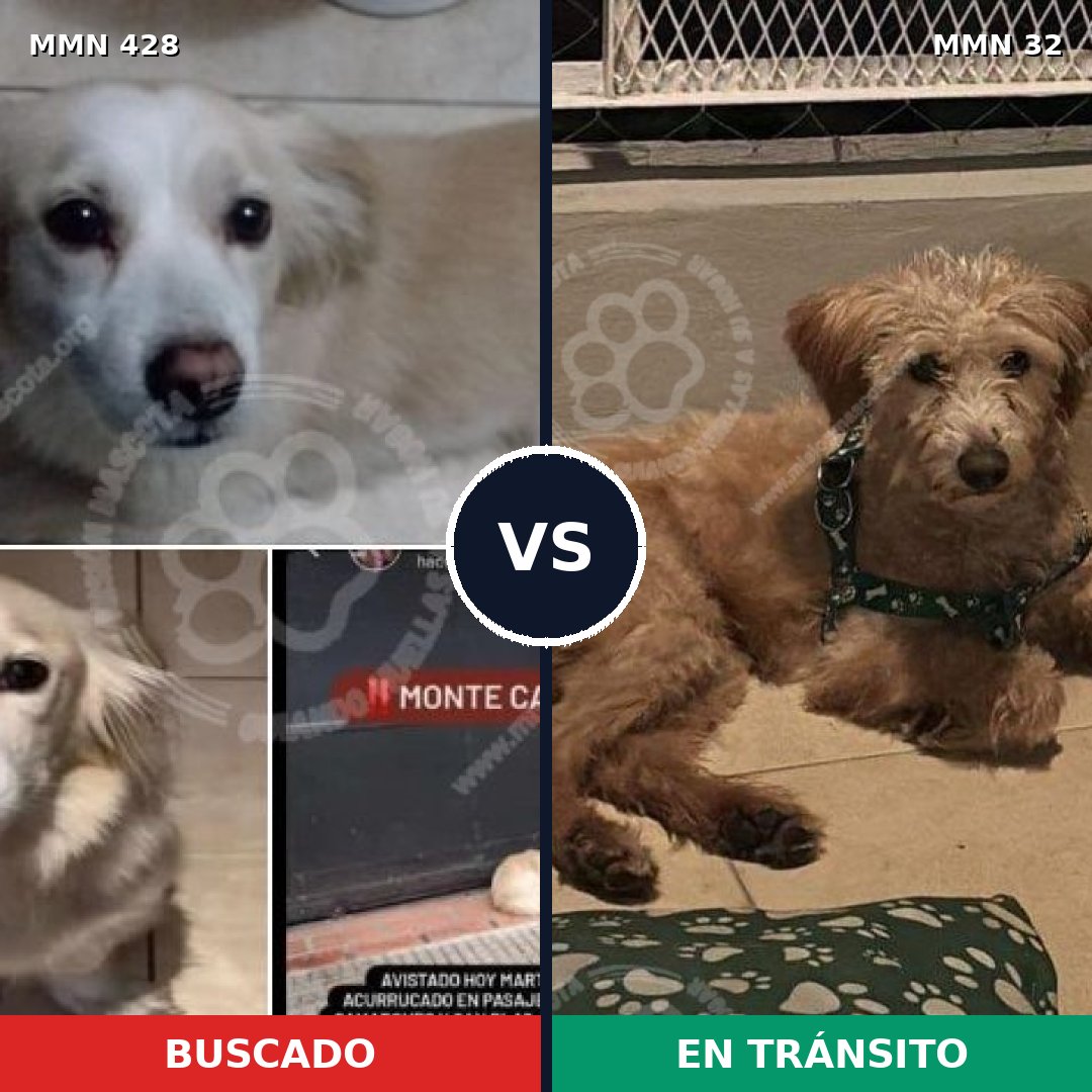 Comparativa MMS 7836: mascota perdida y mascota encontrada, 61% de similitud