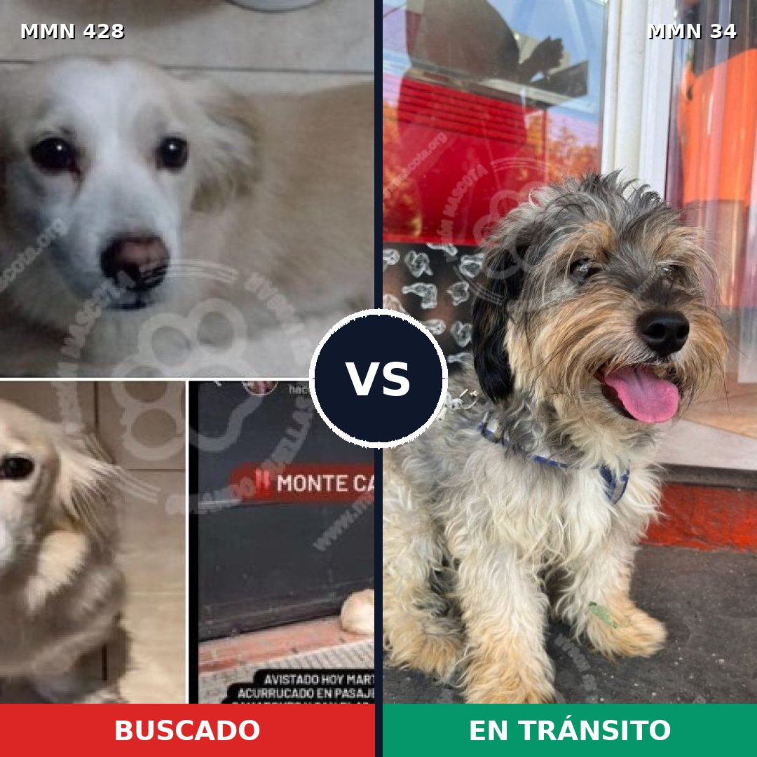 Comparativa MMS 7837: mascota perdida y mascota encontrada, 15% de similitud