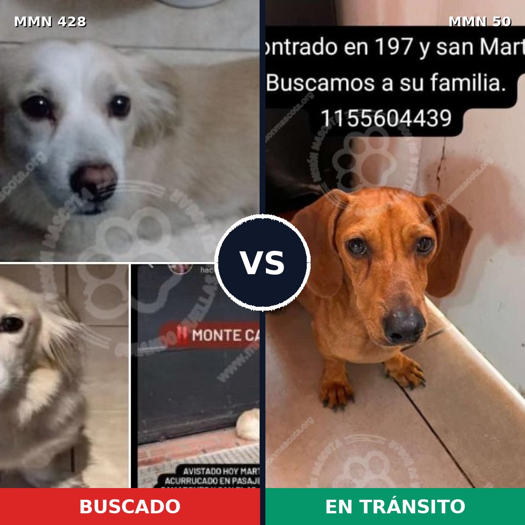 Comparativa MMS 7840: mascota perdida y mascota encontrada, 8% de similitud