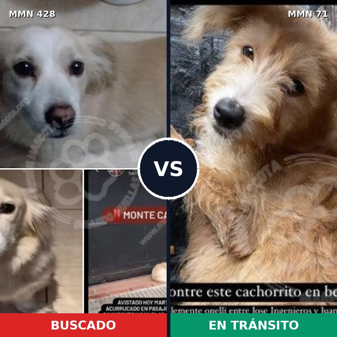 Comparativa MMS 7841: mascota perdida y mascota encontrada, 85% de similitud