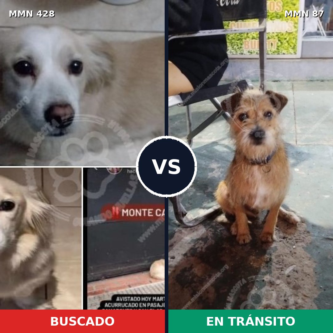 Comparativa MMS 7842: mascota perdida y mascota encontrada, 66% de similitud