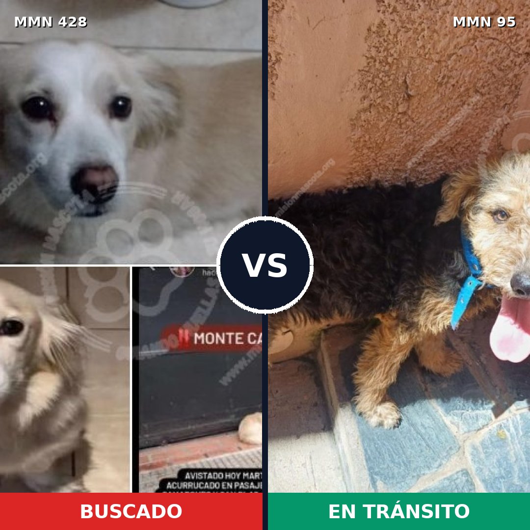 Comparativa MMS 7843: mascota perdida y mascota encontrada, 60% de similitud