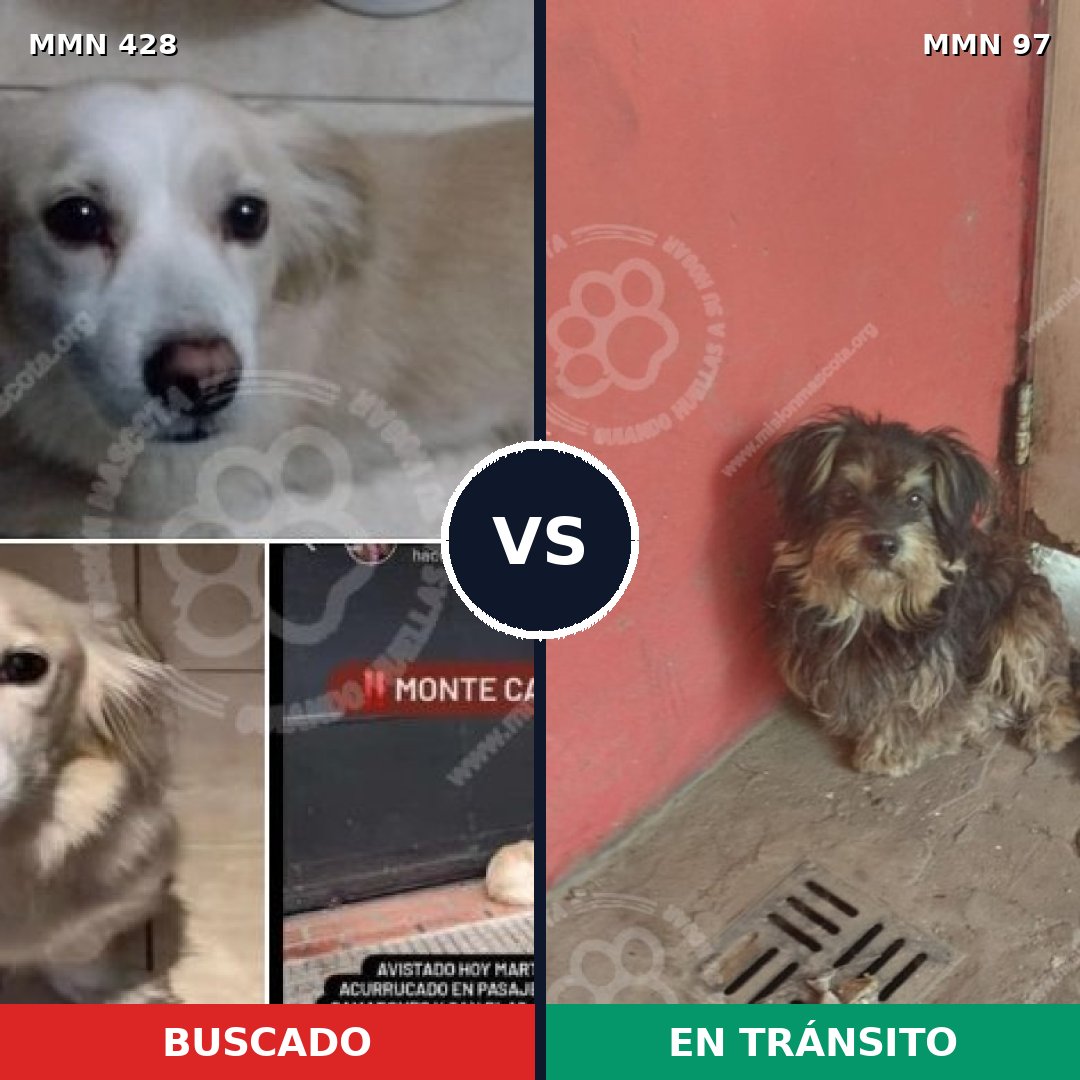 Comparativa MMS 7844: mascota perdida y mascota encontrada, 16% de similitud