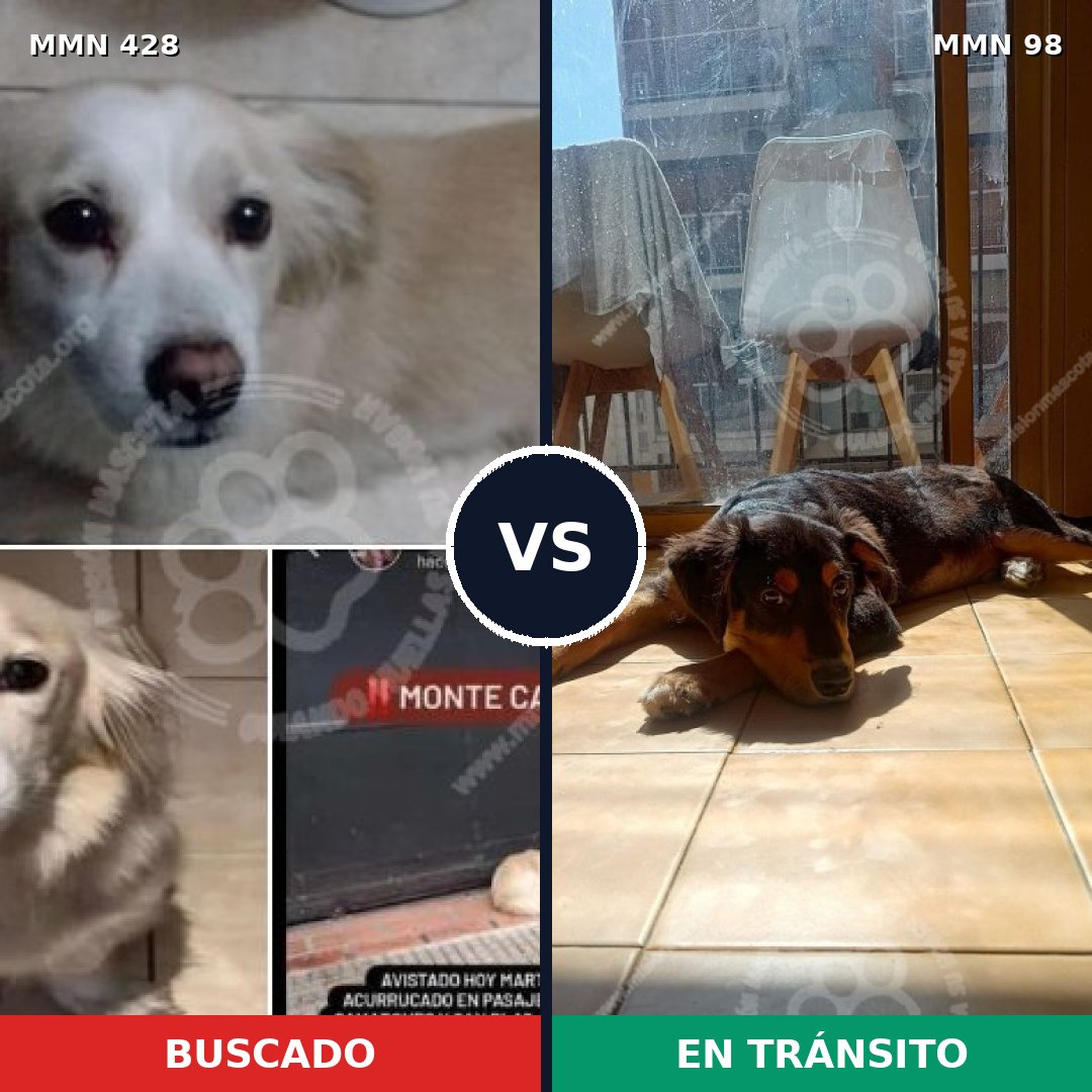 Comparativa MMS 7845: mascota perdida y mascota encontrada, 49% de similitud