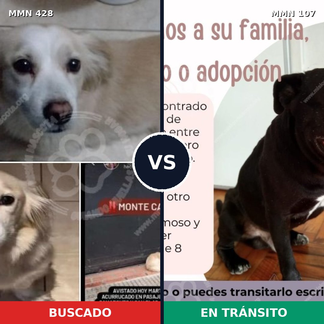 Comparativa MMS 7846: mascota perdida y mascota encontrada, 62% de similitud