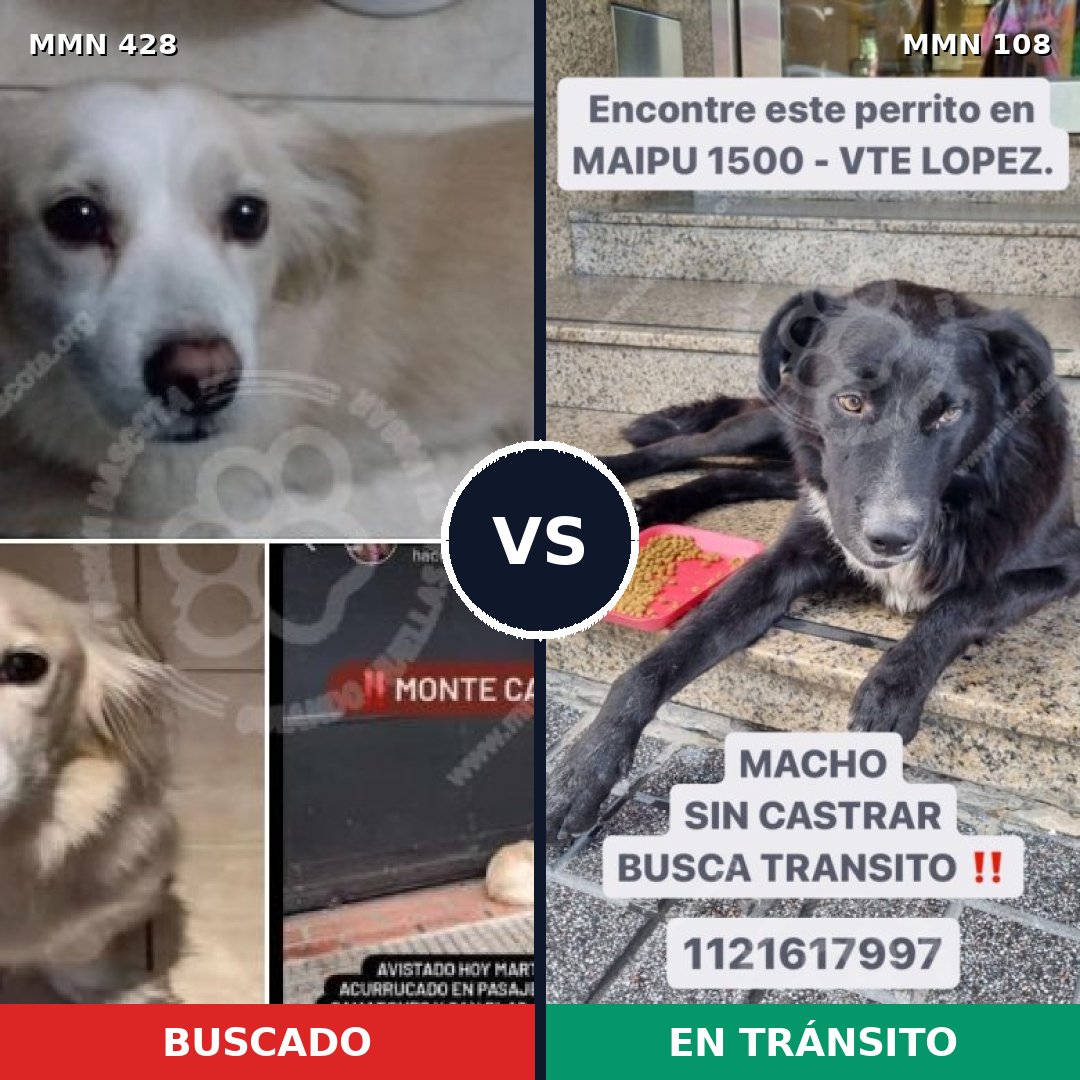 Comparativa MMS 7847: mascota perdida y mascota encontrada, 62% de similitud